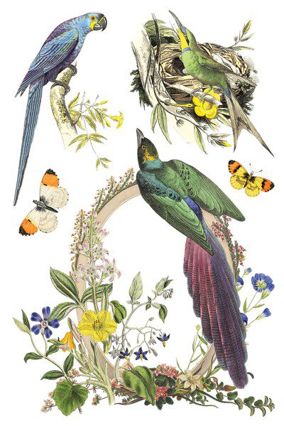 IOD dekorációs transzfer - Flora greca - Image 4