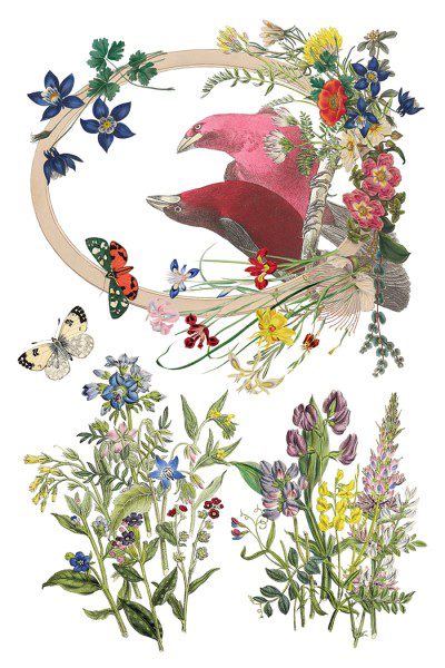 IOD dekorációs transzfer - Flora greca - Image 7